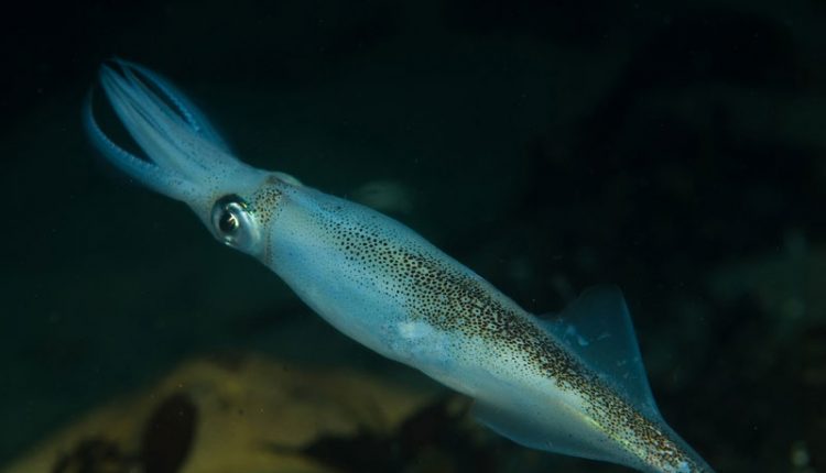 Doryteuthis opalescens