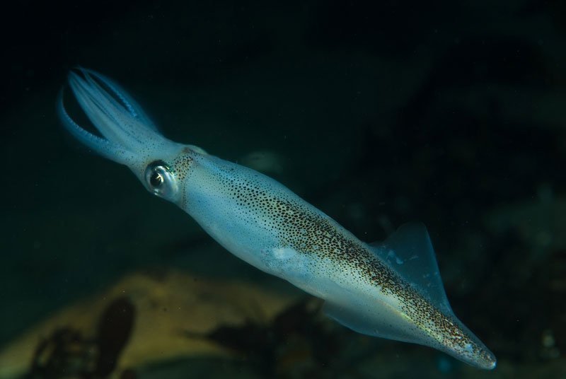 Doryteuthis opalescens