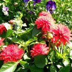 Pagrindinis fotoaparatas