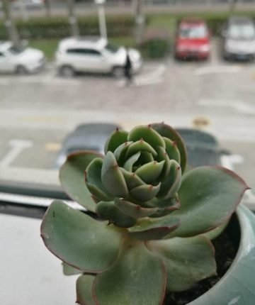 CXyez0Piqvr2UEAYksgW8hlI3mO0F