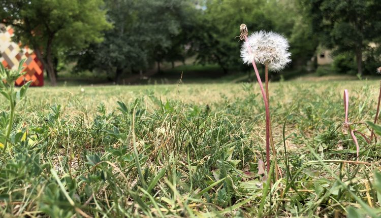 „Apple iPhone X“