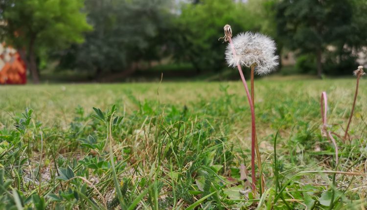 „Huawei P20 Pro“