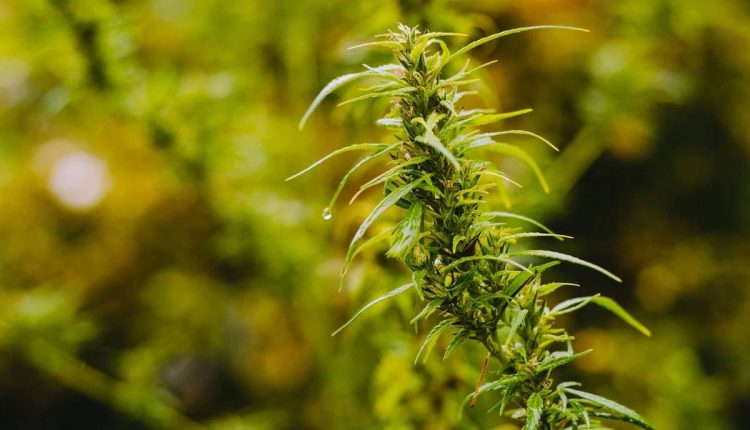 CBD kanapių aliejus